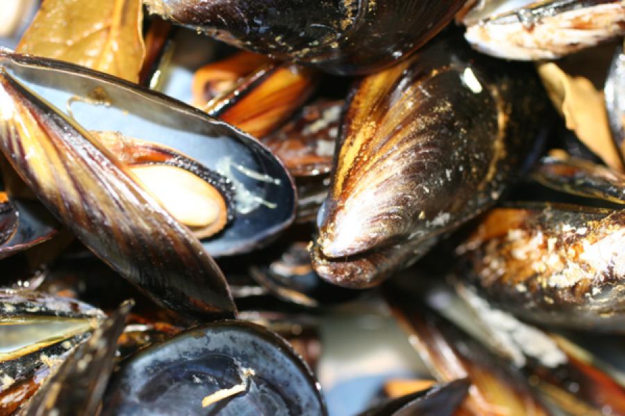 Mussels.