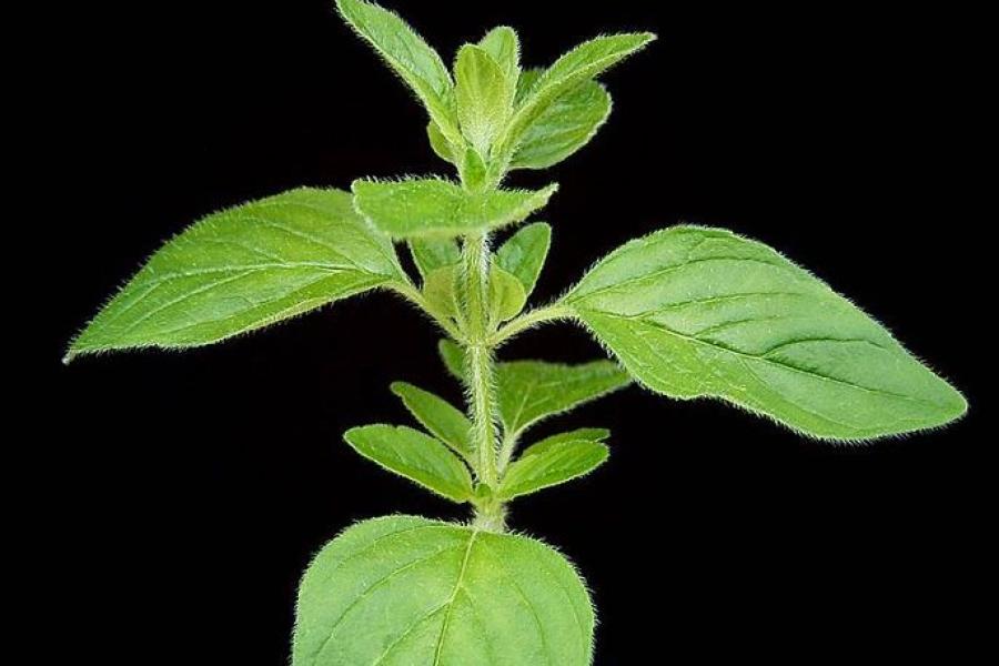 Oregano plant (origanum vulgare)