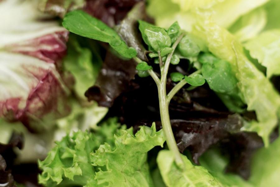 Varied salad leaves.