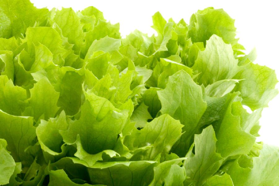 Kitchen garden lettuce.