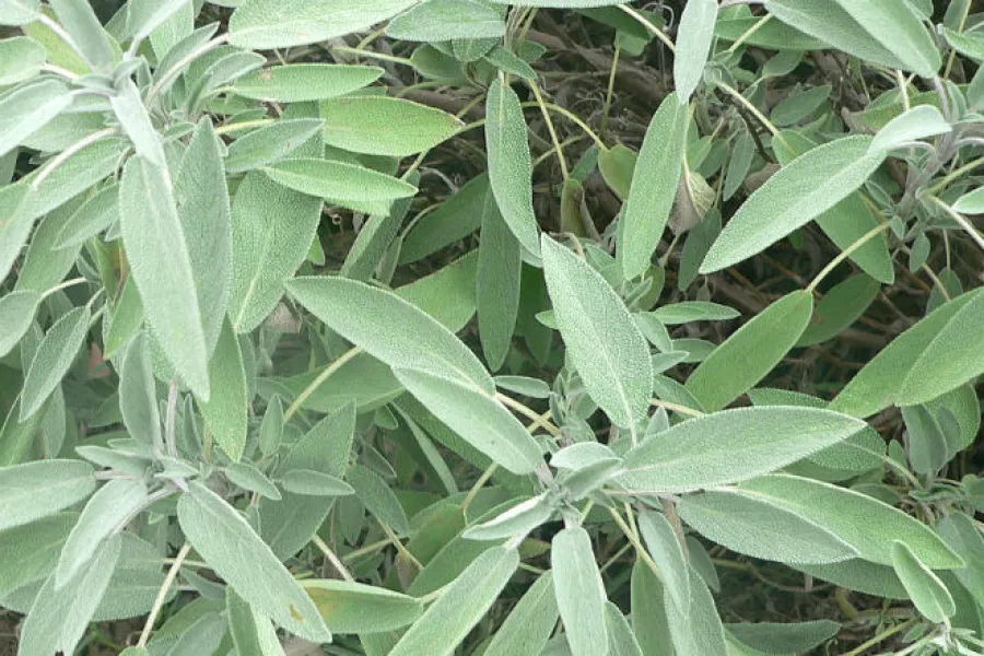 Sage plant.