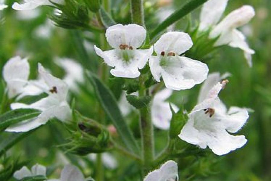 Savory, satureja montana.