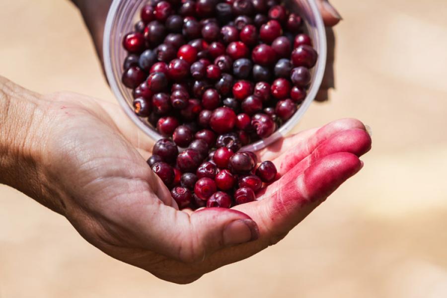 Wild huckleberries from Idaho.