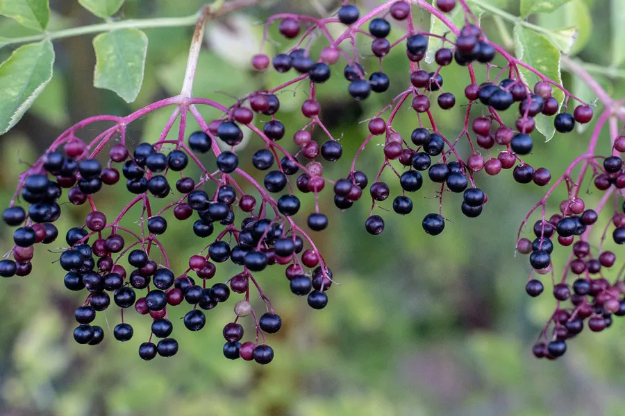 Elderberries.
