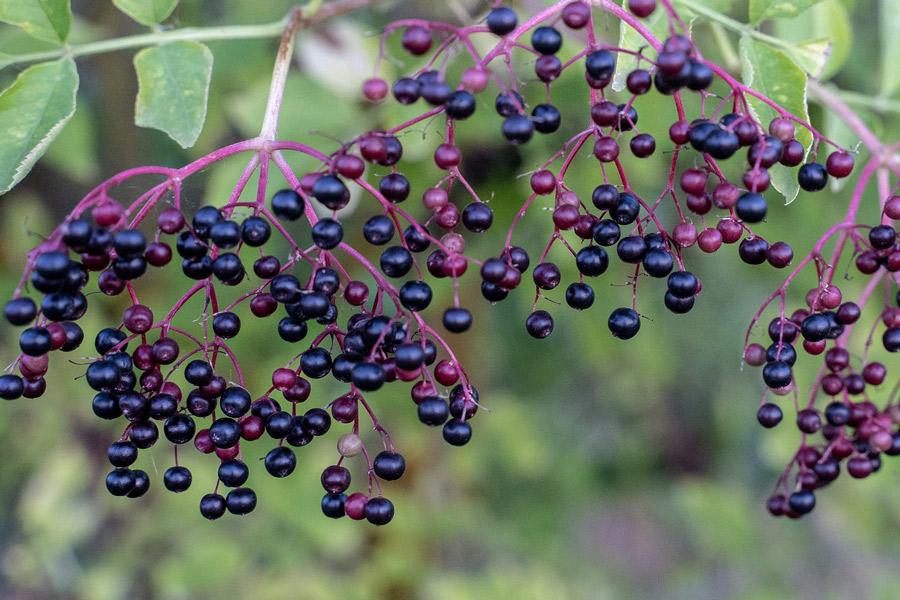 Elderberries.