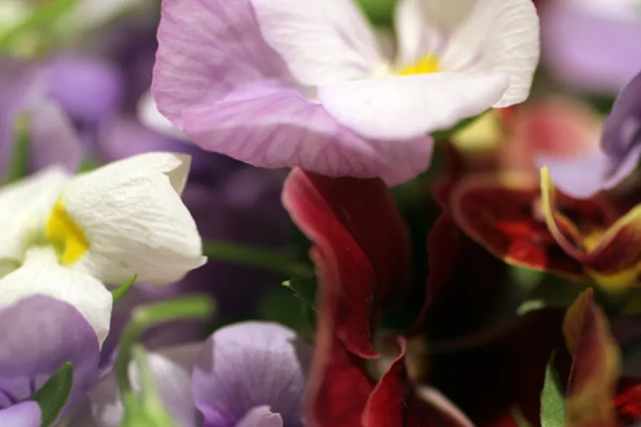 Detail of edible flowers.