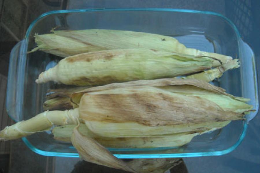 Detail of two roasted cobs of corn.