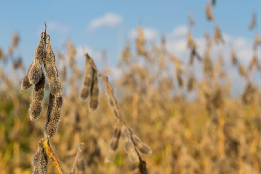 A field of soybeans ready for harvest.