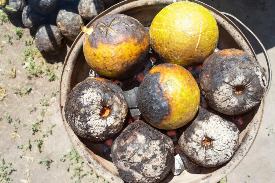 Roasting breadfruit over hot charcoal in an outdoor traditional cooking setup, with some fruits charred and others still partially green.