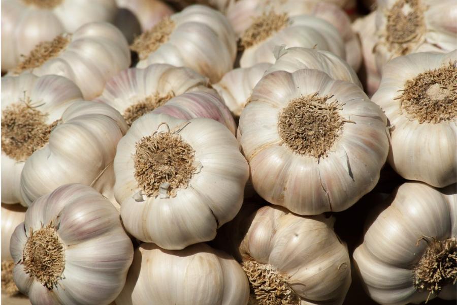  A bunch of garlic heads.