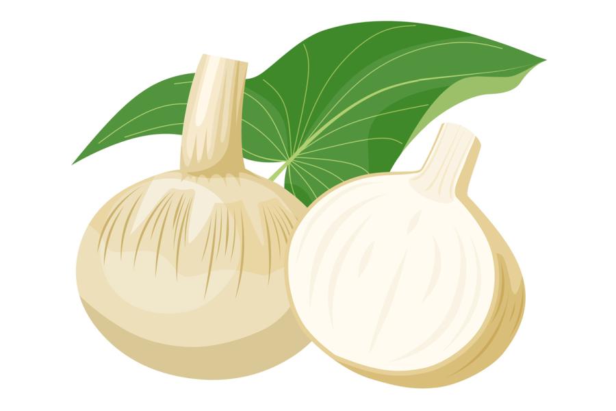 Arrowhead or sagittaria latifolia, an edible wetland plant, illustration.