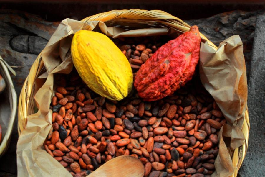 Cocoa fruit and cocoa beans