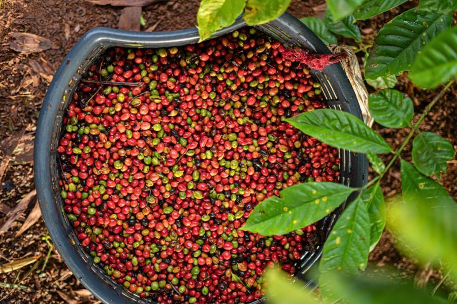 Freshly harvested coffee.