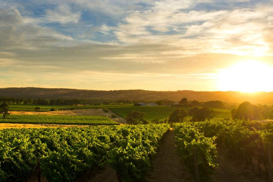 McLaren Vale, a South Australian wine region.